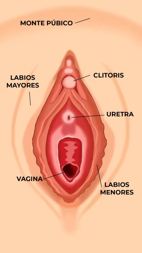 Partes Intimas 576x1024